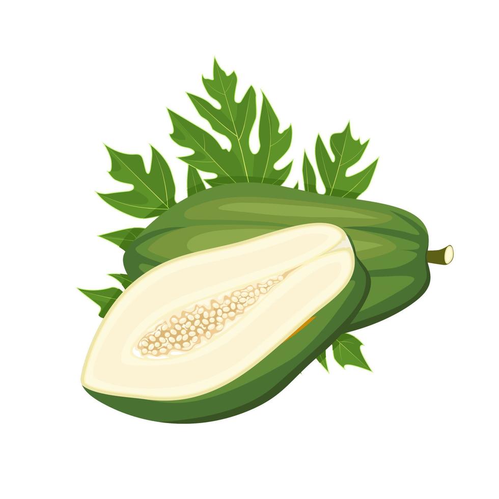 Vector illustration, unripe papaya fruit, with green leaves, isolated on white background.