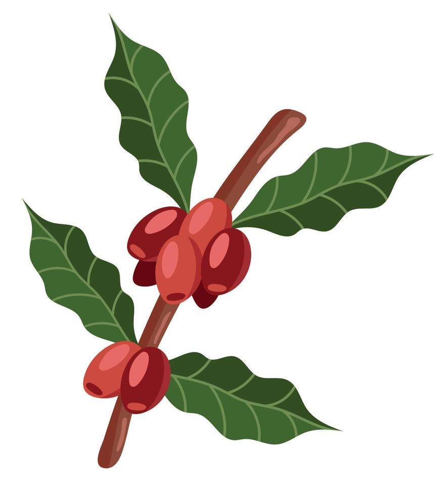 coffee plant with seeds vector