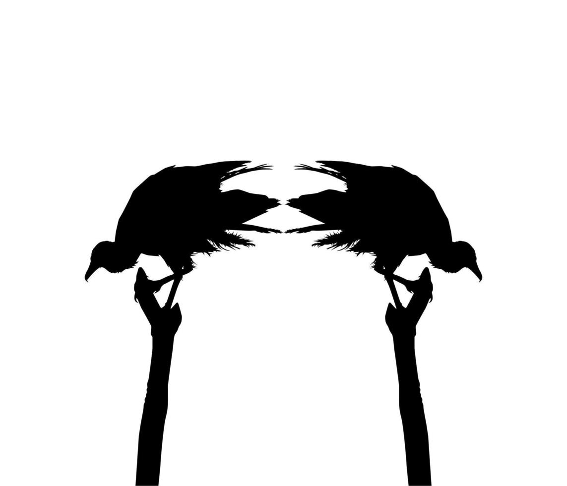 Silhouette of the Black Vulture Bird, Based on my Photography as Image Reference, Location in Nickerie, Suriname, South America. Vector Illustration