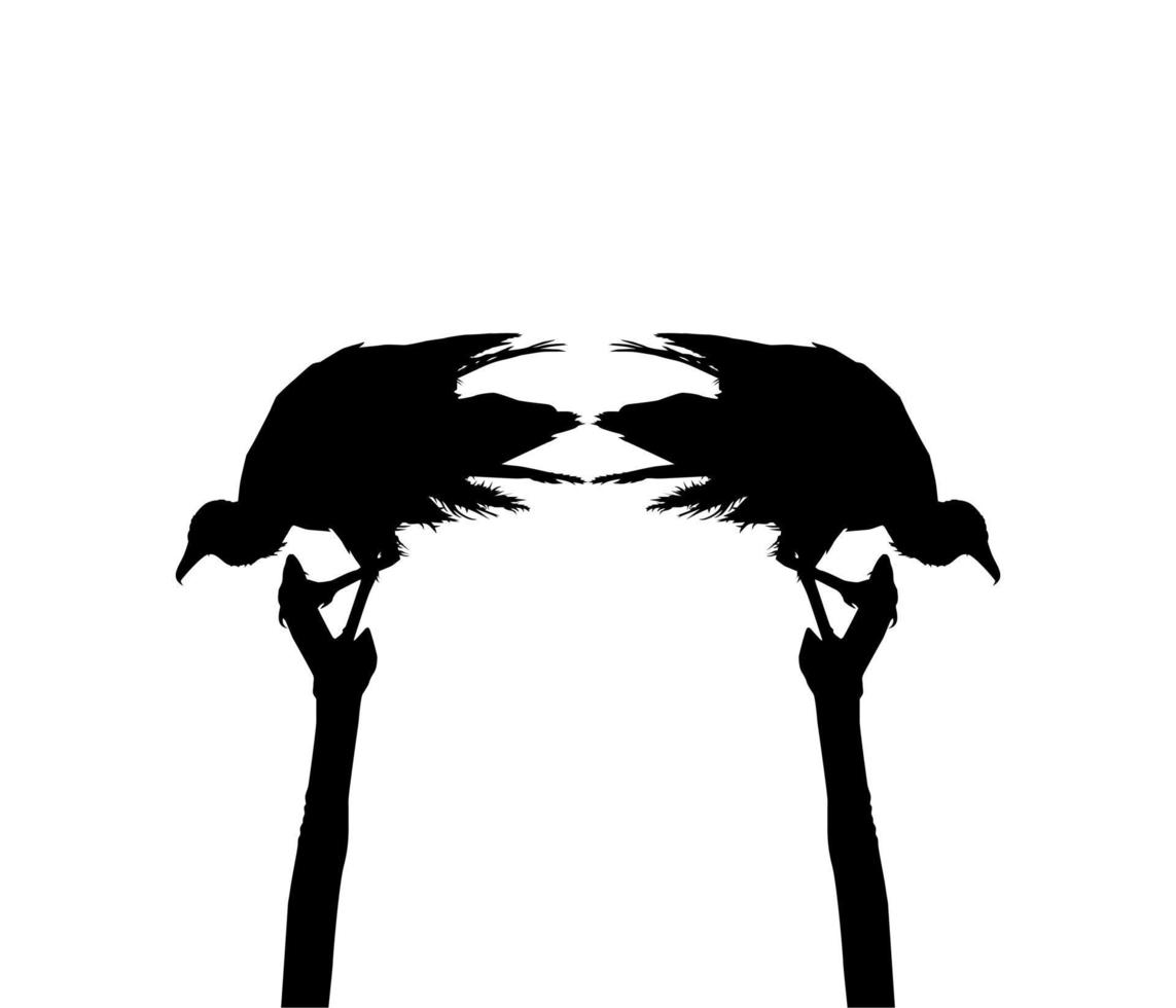 Silhouette of the Black Vulture Bird, Based on my Photography as Image Reference, Location in Nickerie, Suriname, South America. Vector Illustration