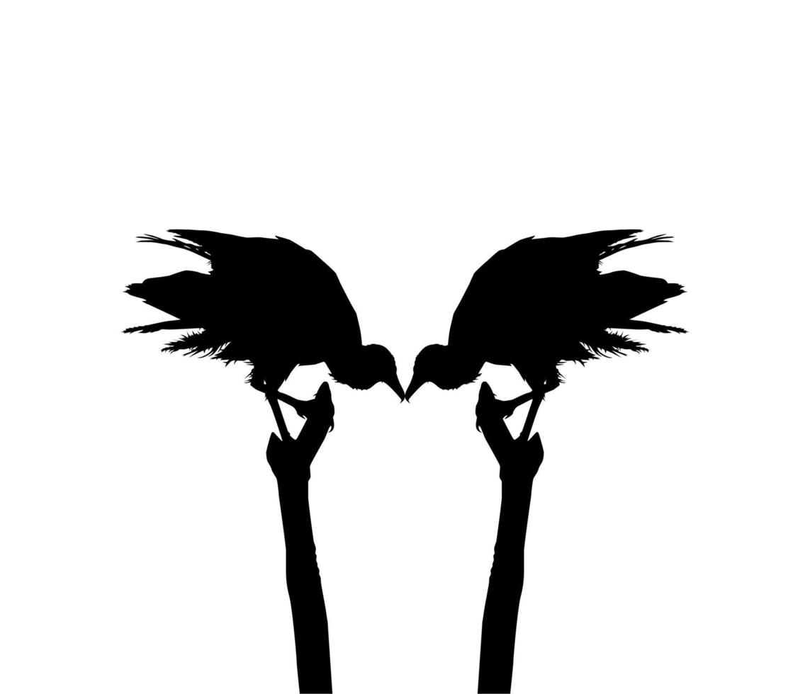 Silhouette of the Black Vulture Bird, Based on my Photography as Image Reference, Location in Nickerie, Suriname, South America. Vector Illustration