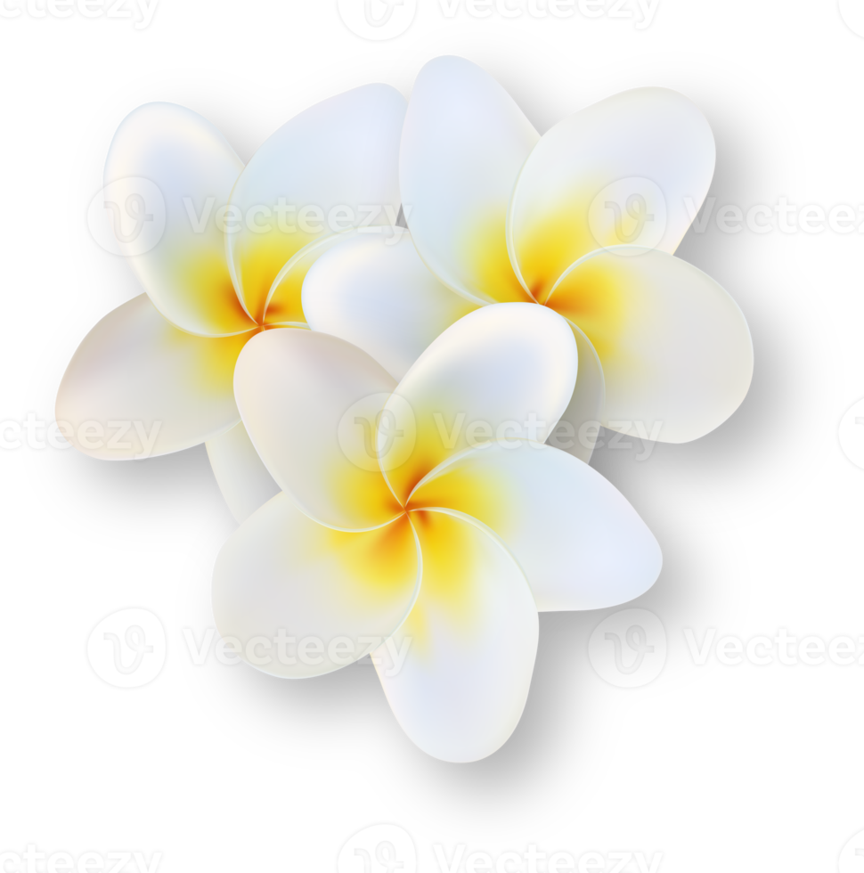 flor de plumeria tropical branca png