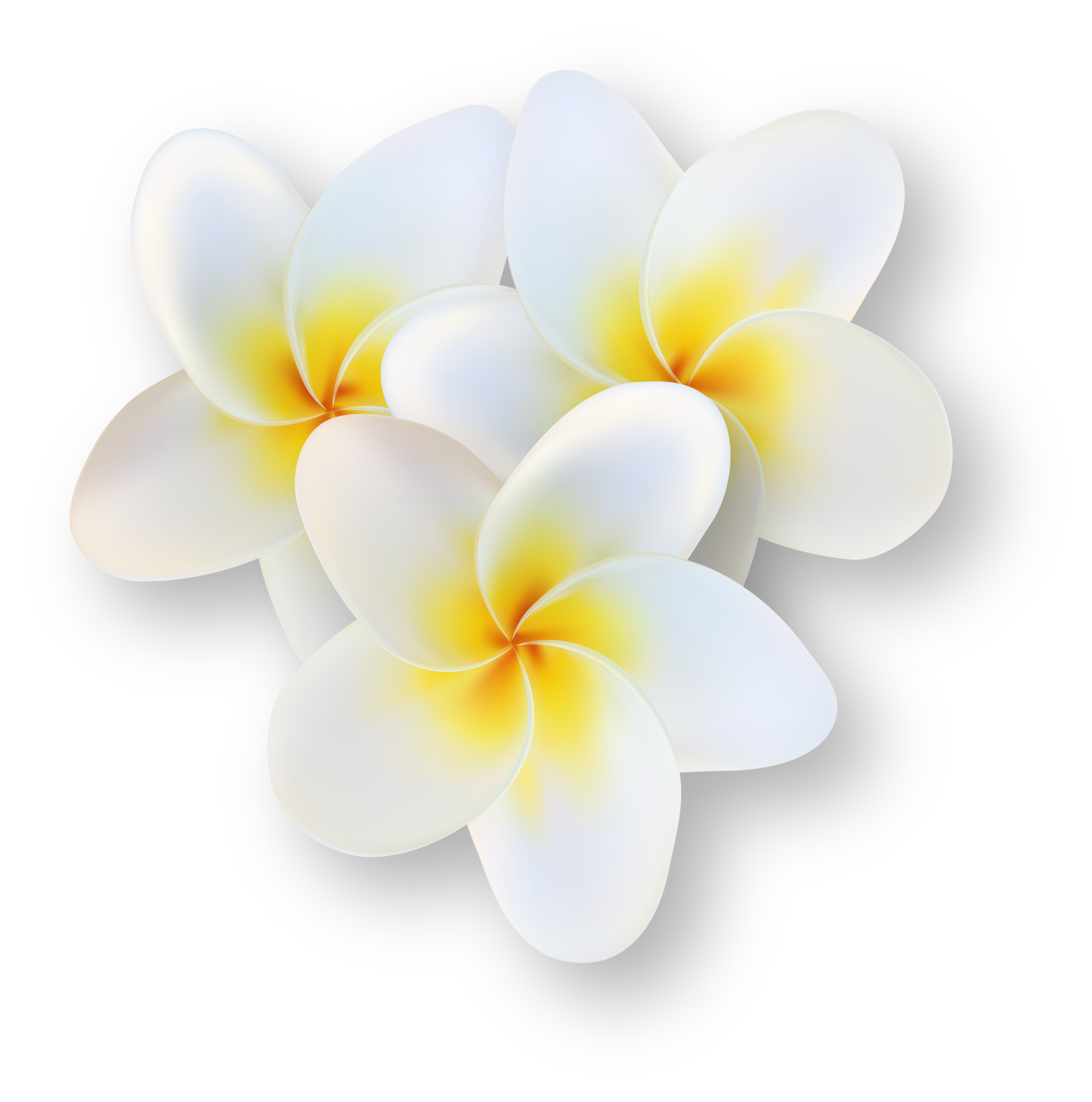 Free flor de plumeria tropical branca 14499312 PNG with Transparent  Background