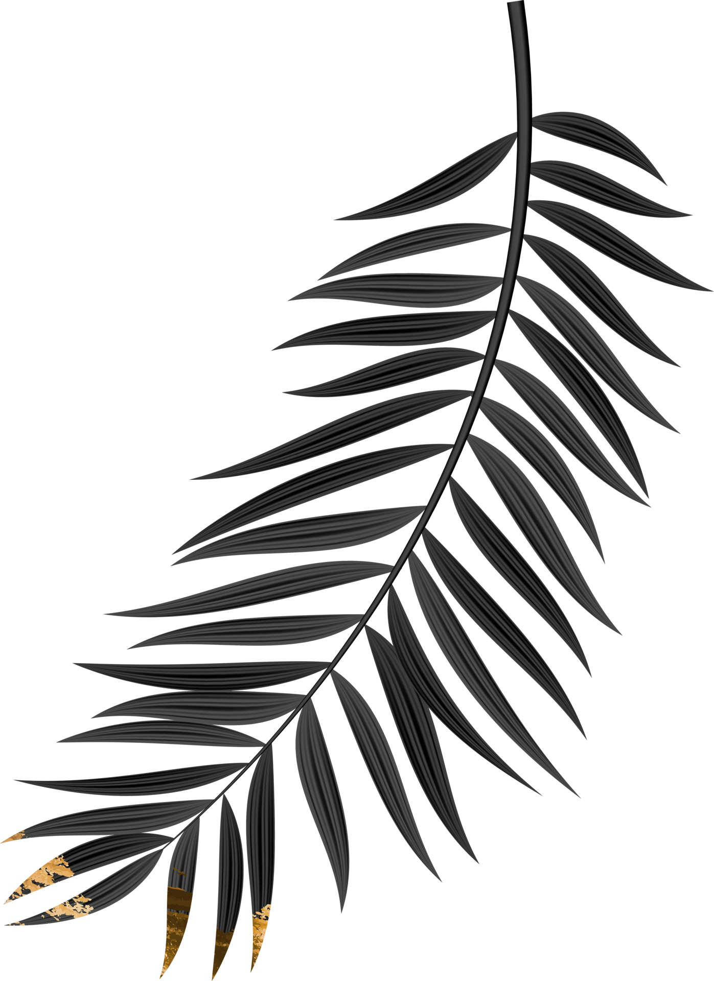 Black Grunge Palm Leaf 14499316 PNG