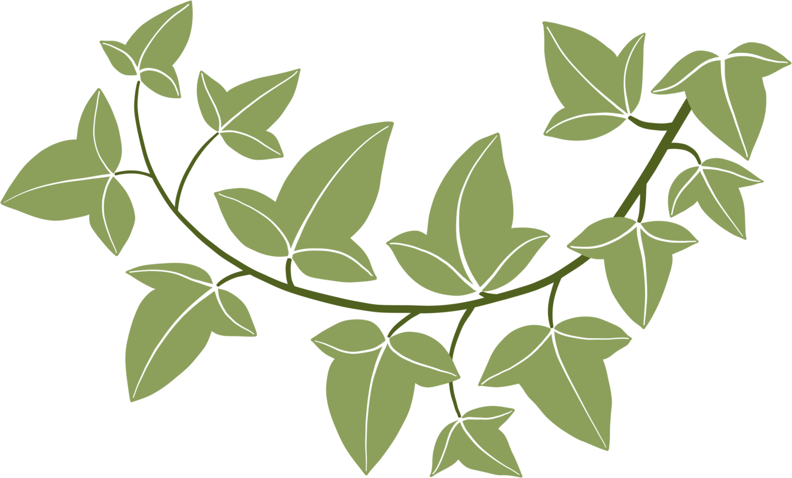Simplicity ivy freehand drawing png