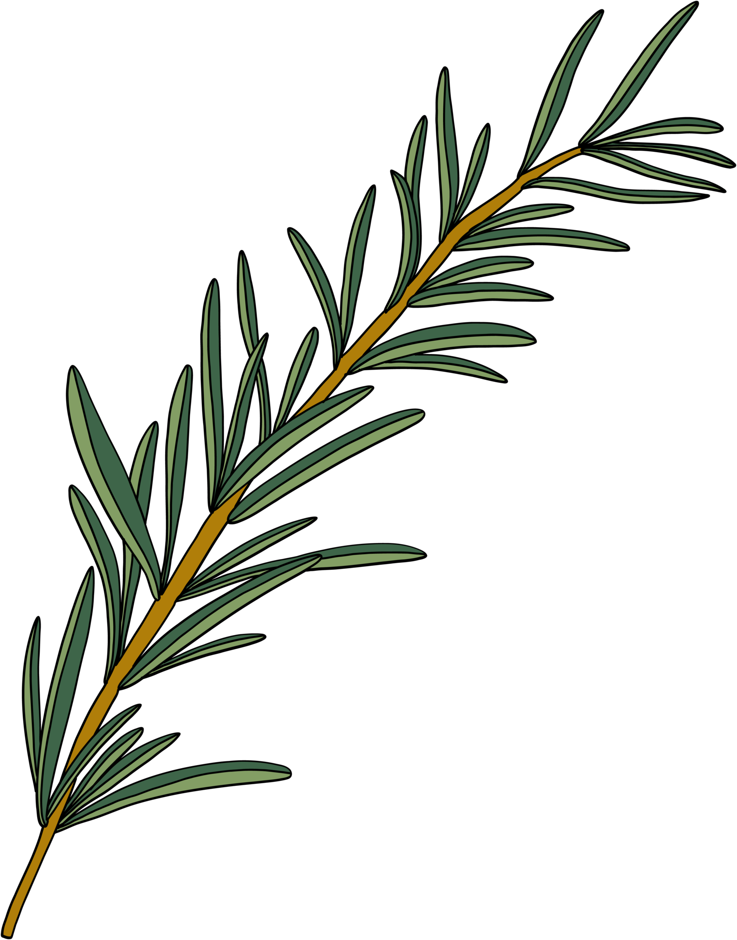 GekritzelFreihandSkizzeZeichnung von Rosmarin. 14500783 PNG