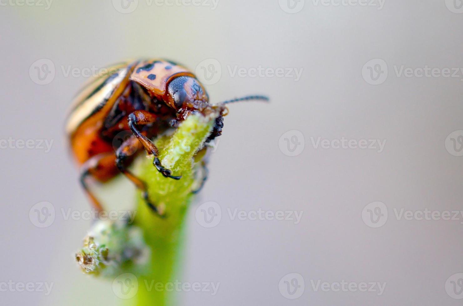 escarabajo de patata de colorado leptinotarsa decemlineata arrastrándose sobre hojas de patata foto