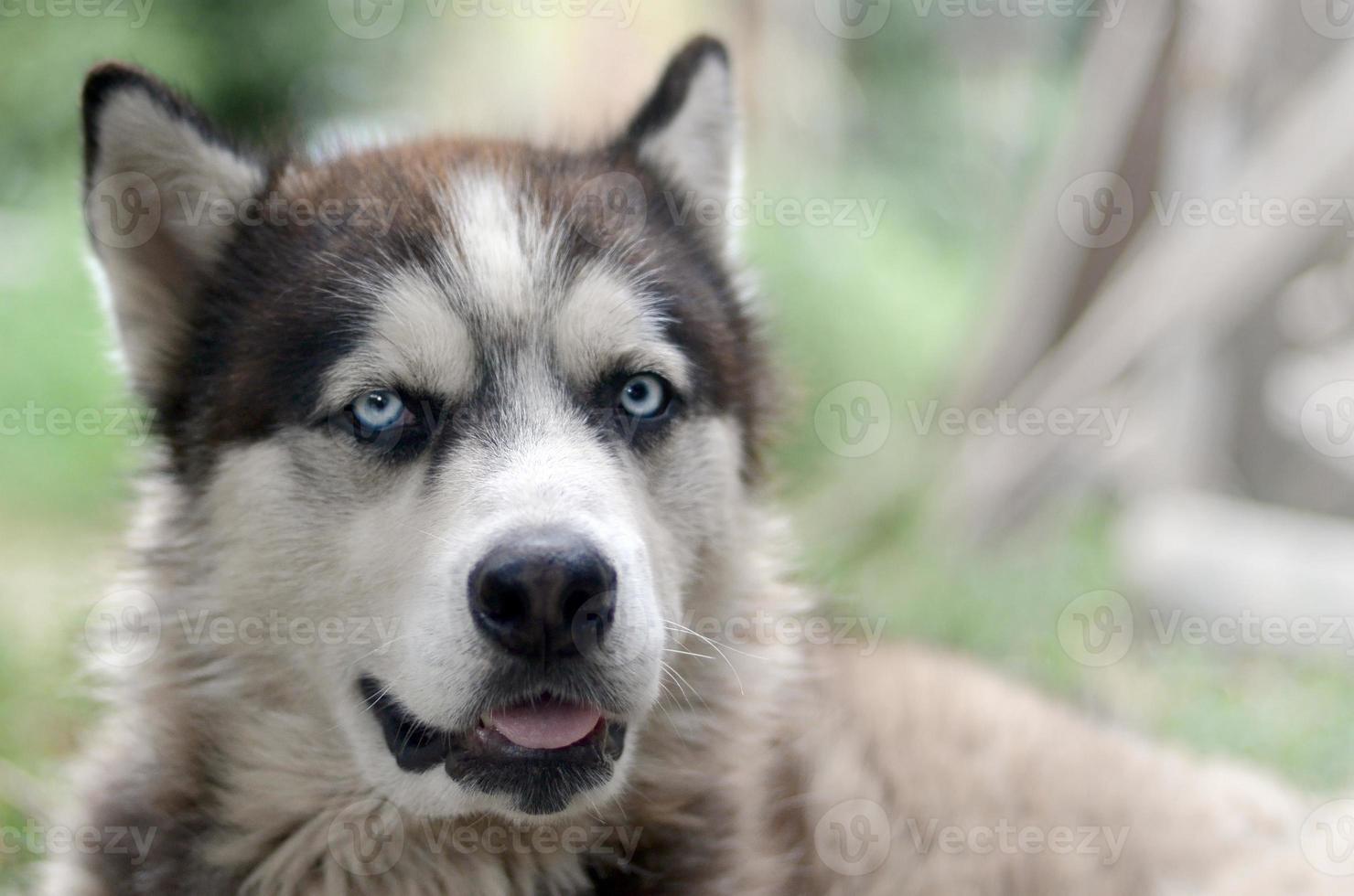 Arctic Malamute with blue eyes muzzle portrait close up. This is a fairly large dog native type photo