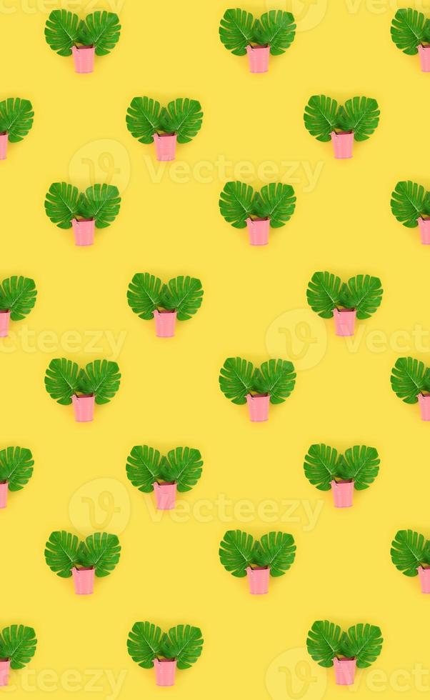 Tropical palm monstera leaves lies in a pastel pails on a colored background. Flat lay trendy minimal pattern. Top view photo