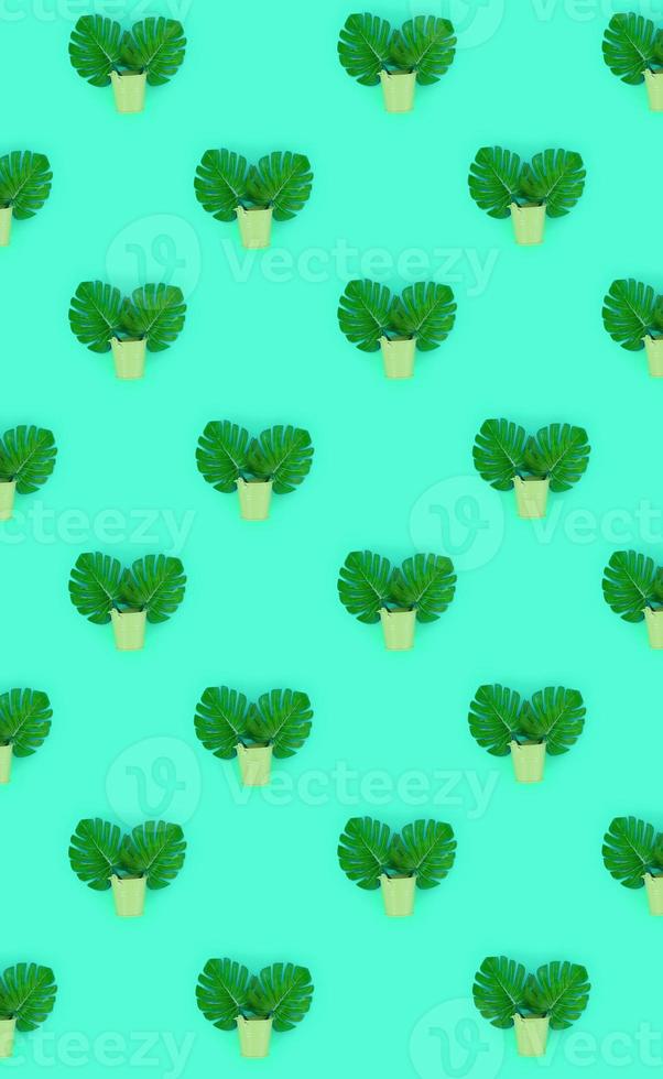 Tropical palm monstera leaves lies in a pastel pails on a colored background. Flat lay trendy minimal pattern. Top view photo