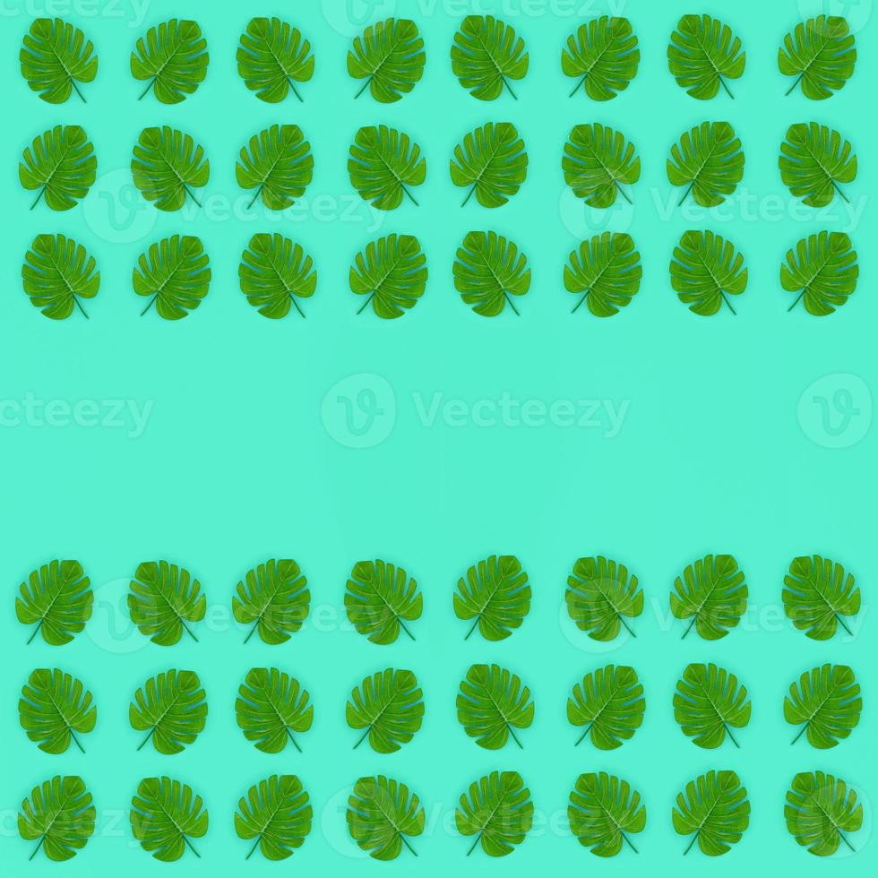 Tropical palm monstera leaves lies on a pastel colored paper. Nature summer concept pattern. Flat lay composition. Top view photo