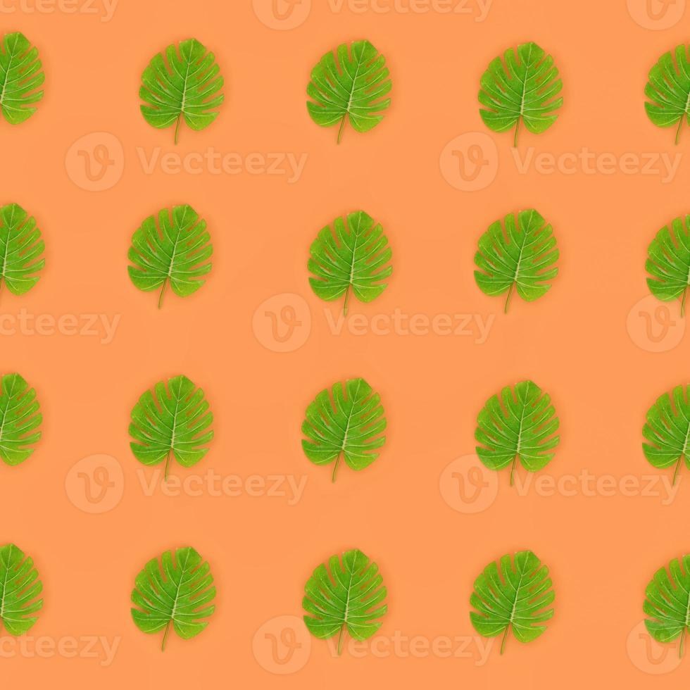 Tropical palm monstera leaves lies on a pastel colored paper. Nature summer concept pattern. Flat lay composition. Top view photo