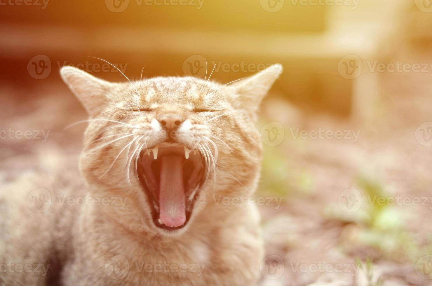 Brown tabby domestic cat yawning on blurred green yard photo