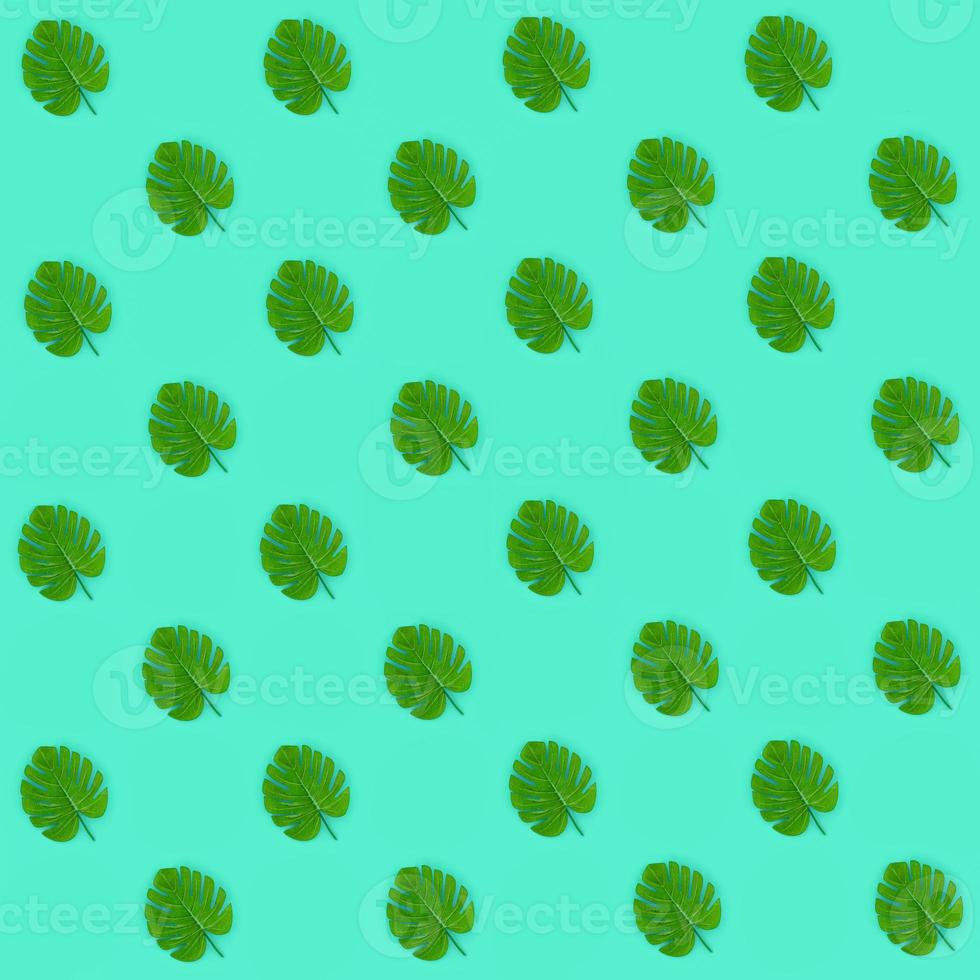 Tropical palm monstera leaves lies on a pastel colored paper. Nature summer concept pattern. Flat lay composition. Top view photo