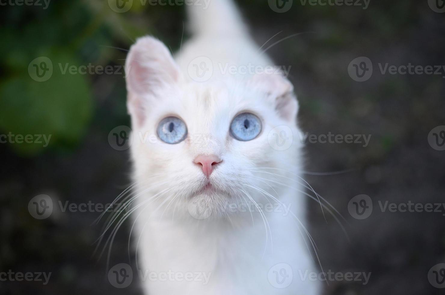 Pure white cat with turquoise blue eyes and pink defective ears photo