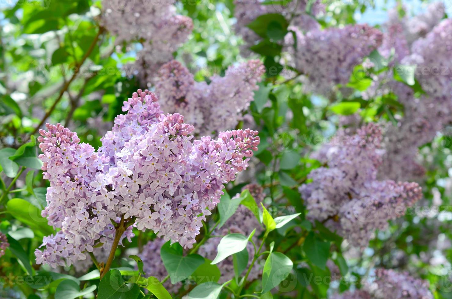 Branches of purple lilac and green leaves. Blooming branch of lilac ...