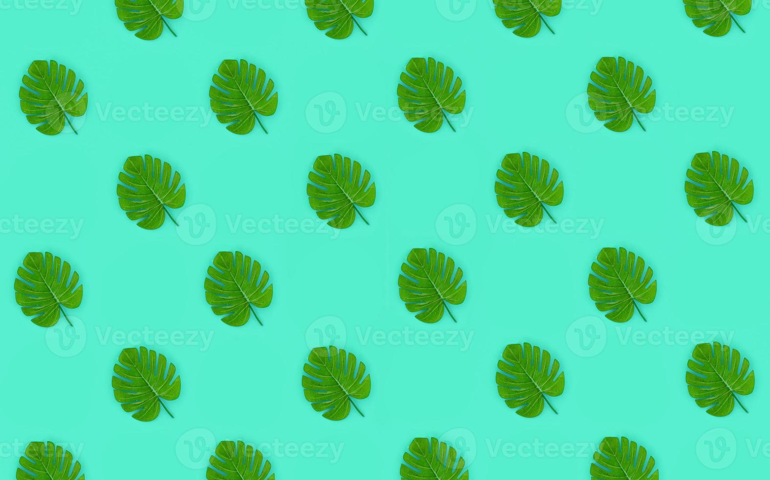Tropical palm monstera leaves lies on a pastel colored paper. Nature summer concept pattern. Flat lay composition. Top view photo