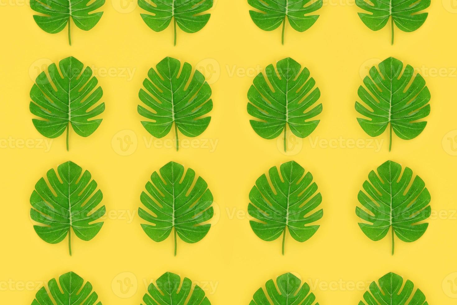 Tropical palm monstera leaves lies on a pastel colored paper. Nature summer concept pattern. Flat lay composition. Top view photo