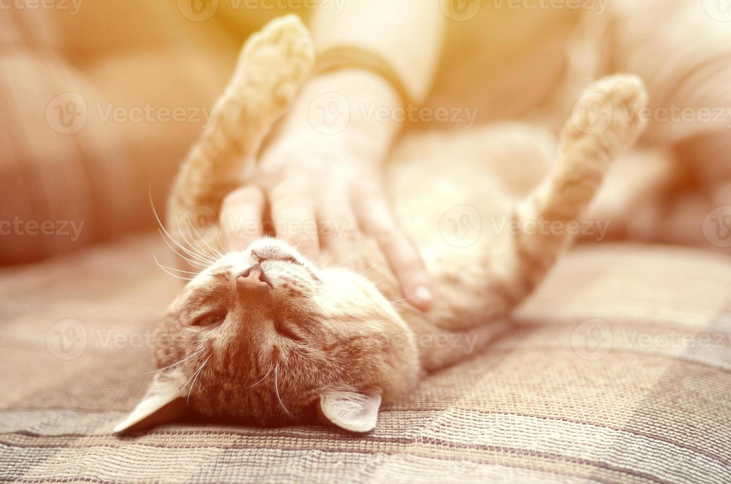 un lindo gato atigrado marrón grande tendido en el suave sofá perezoso mientras la mano se rasca el cuello foto