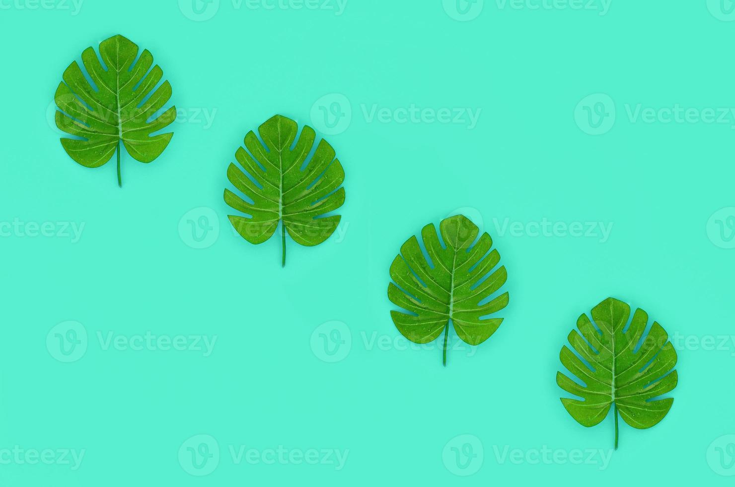 Tropical palm monstera leaves lies on a pastel colored paper. Nature summer concept pattern. Flat lay composition. Top view photo