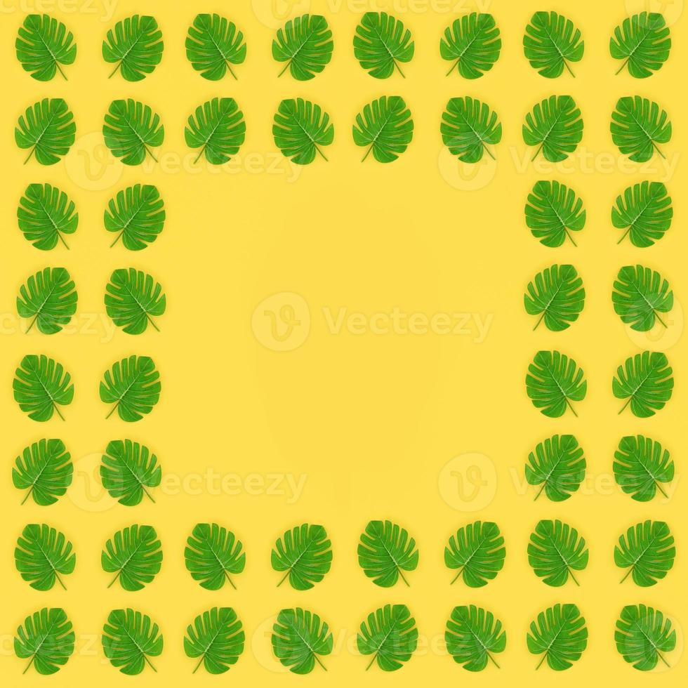 Tropical palm monstera leaves lies on a pastel colored paper. Nature summer concept pattern. Flat lay composition. Top view photo