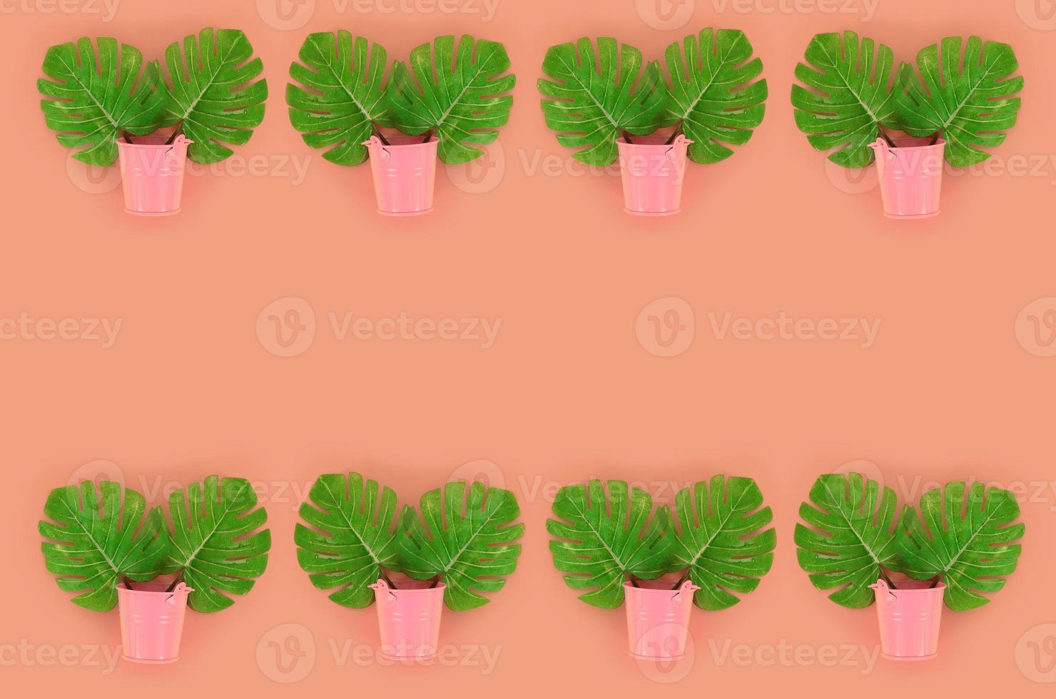 Tropical palm monstera leaves lies in a pastel pails on a colored background. Flat lay trendy minimal pattern. Top view photo