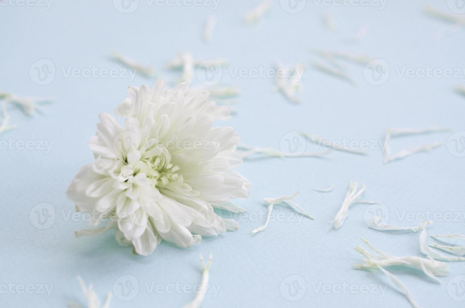 White Chrysanthemum flower head and many petals on pastel blue with blurred background photo