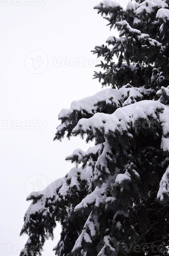 Branches of spruce photo