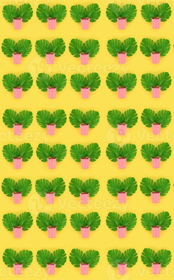 Tropical palm monstera leaves lies in a pastel pails on a colored background. Flat lay trendy minimal pattern. Top view photo