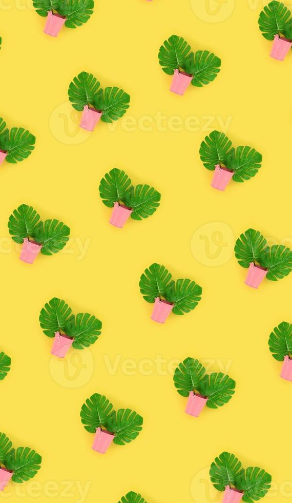 Tropical palm monstera leaves lies in a pastel pails on a colored background. Flat lay trendy minimal pattern. Top view photo