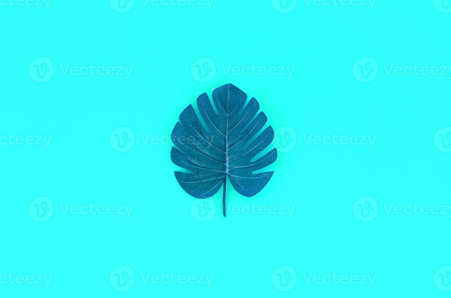 Tropical palm monstera leaf lies on a pastel colored paper. Minimal nature summer concept. Flat lay composition. Top view photo