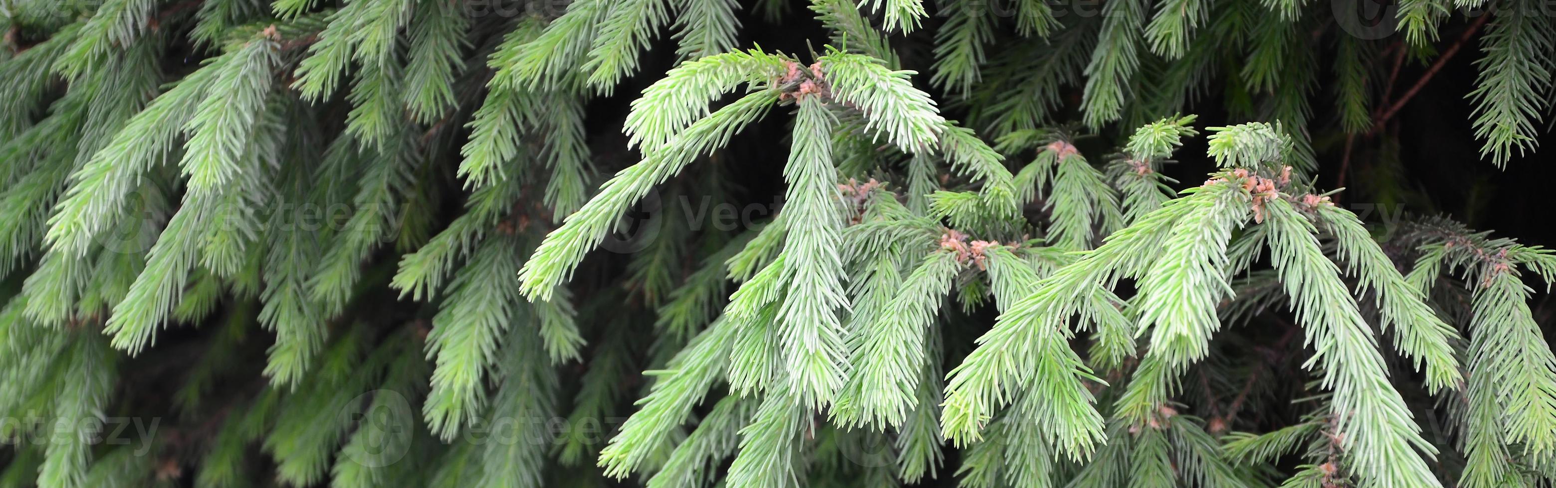 Fluffy green fir tree brunch close up. Christmas wallpaper concept with copy space photo