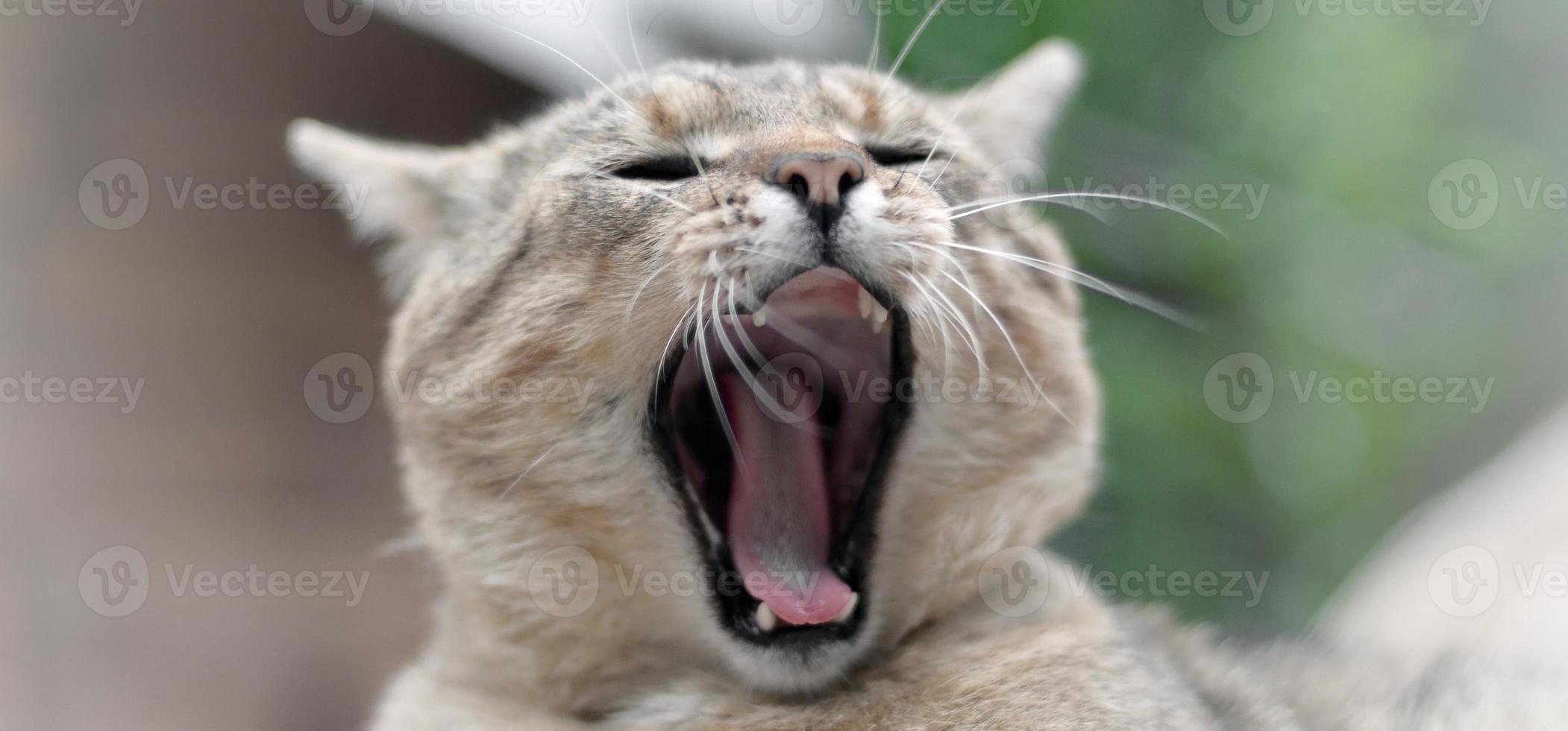 gato doméstico atigrado marrón bostezando en un patio verde borroso foto