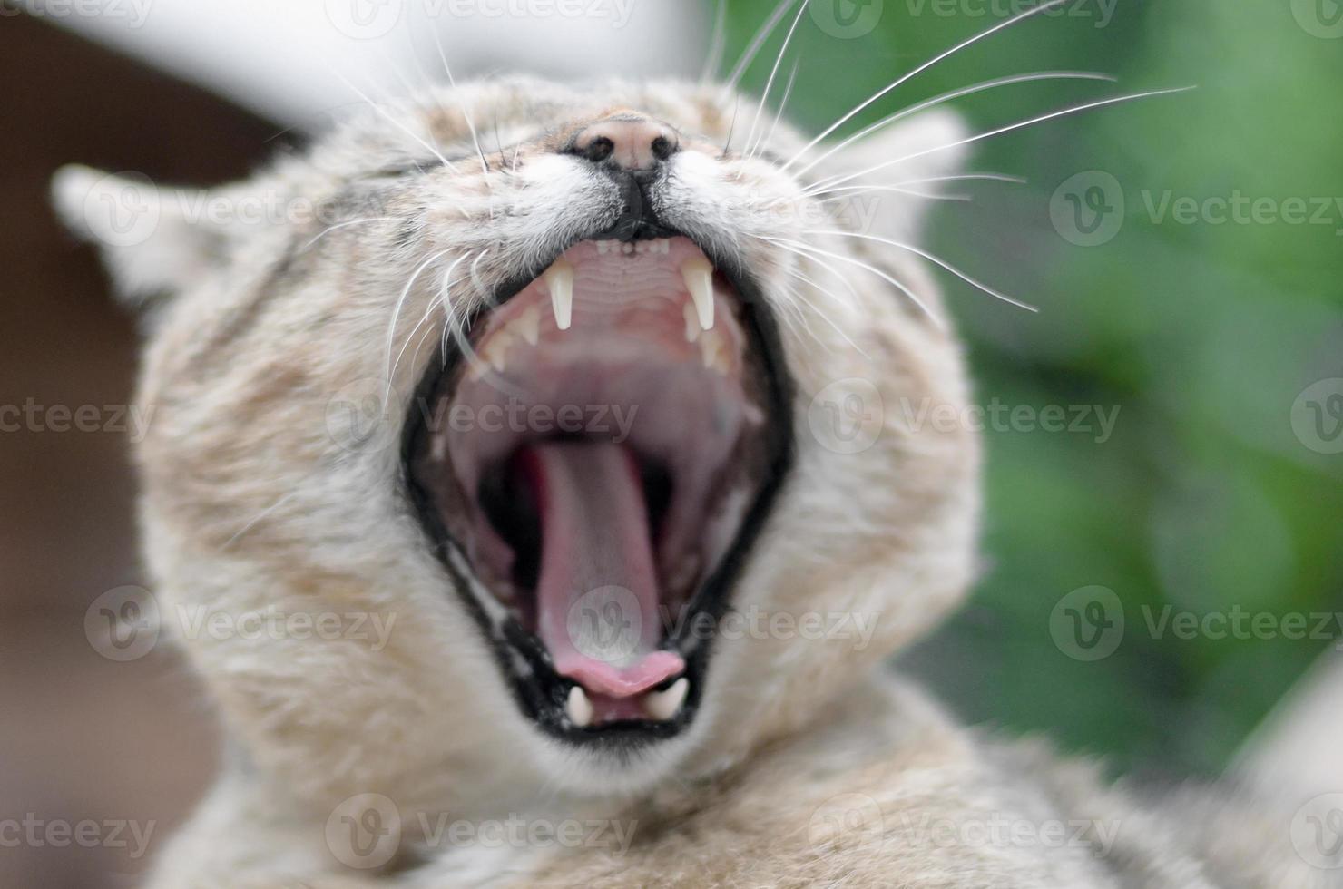 gato doméstico atigrado marrón bostezando en un patio verde borroso foto