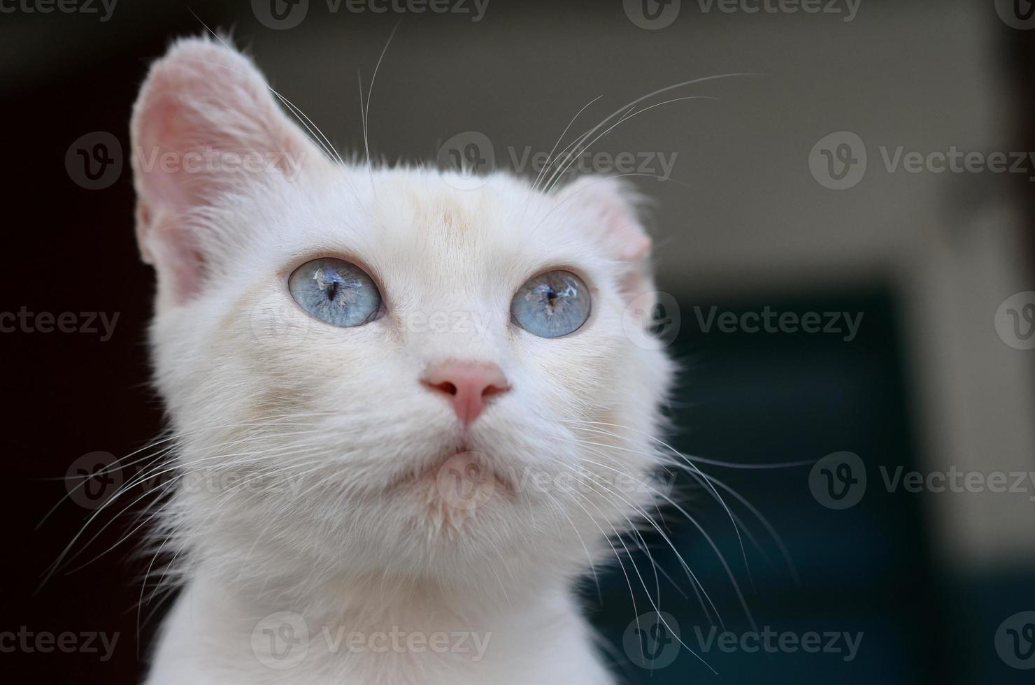 Pure white cat with turquoise blue eyes and pink defective ears photo