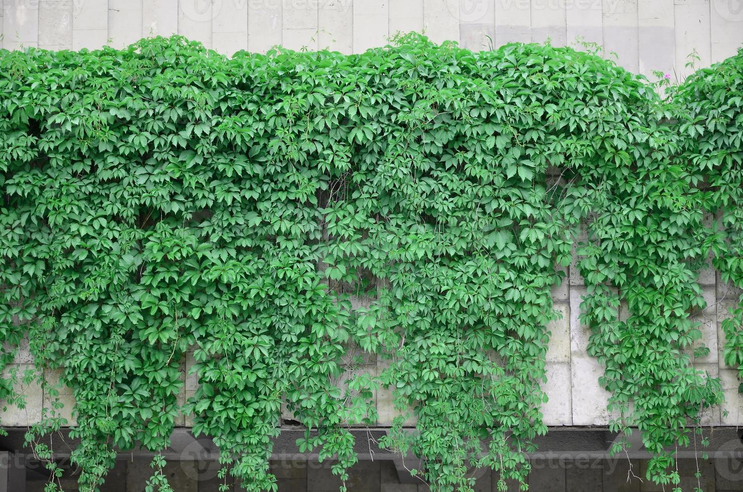 Green ivy grows along the beige wall of painted tiles. Texture of dense thickets of wild ivy photo