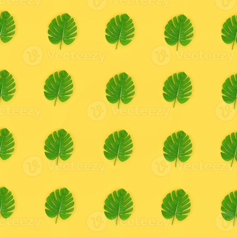 Tropical palm monstera leaves lies on a pastel colored paper. Nature summer concept pattern. Flat lay composition. Top view photo