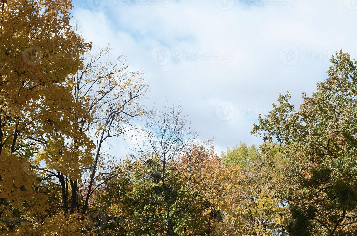 Fragment of trees whose leaves change color in the autumn season photo