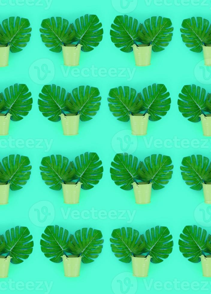 Tropical palm monstera leaves lies in a pastel pails on a colored background. Flat lay trendy minimal pattern. Top view photo
