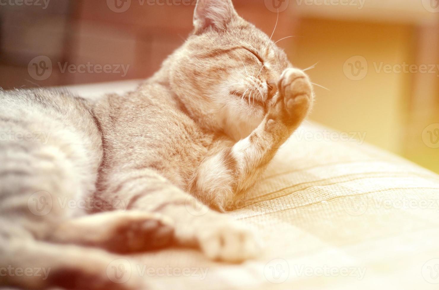 Portrait of tabby cat sitting and licking his hair outdoors and lies on brown sofa photo