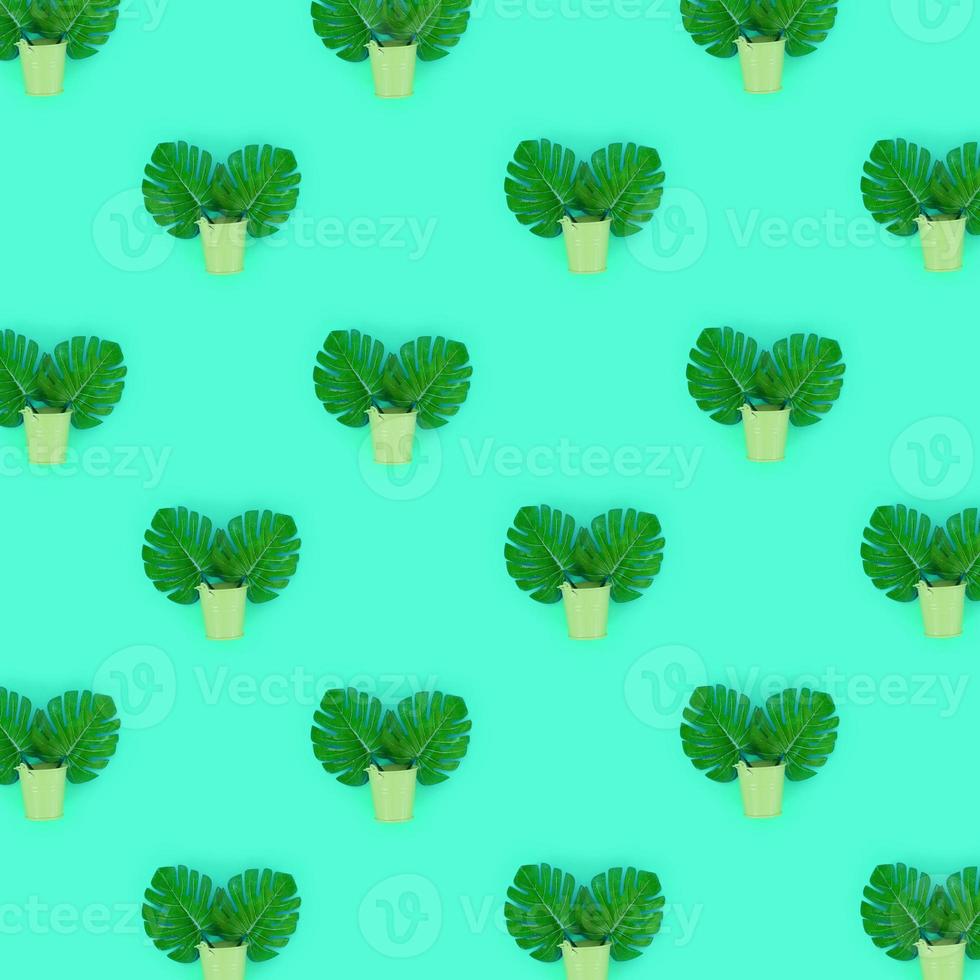 Tropical palm monstera leaves lies in a pastel pails on a colored background. Flat lay trendy minimal pattern. Top view photo