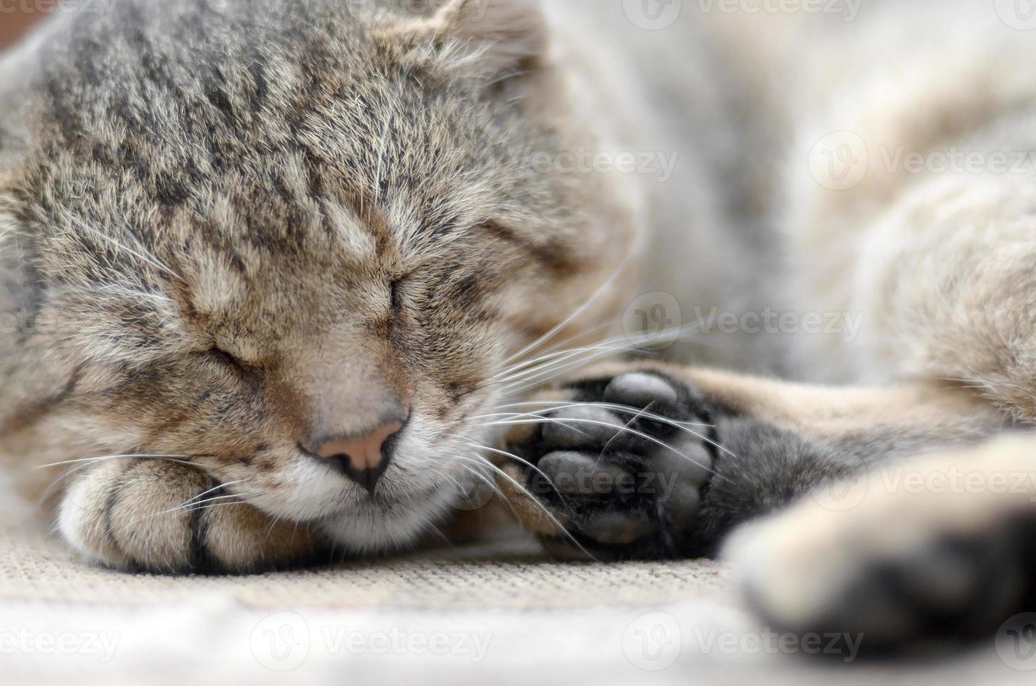 Close up of a sad and lazy tabby cat napping on the couch outdoors in evening photo