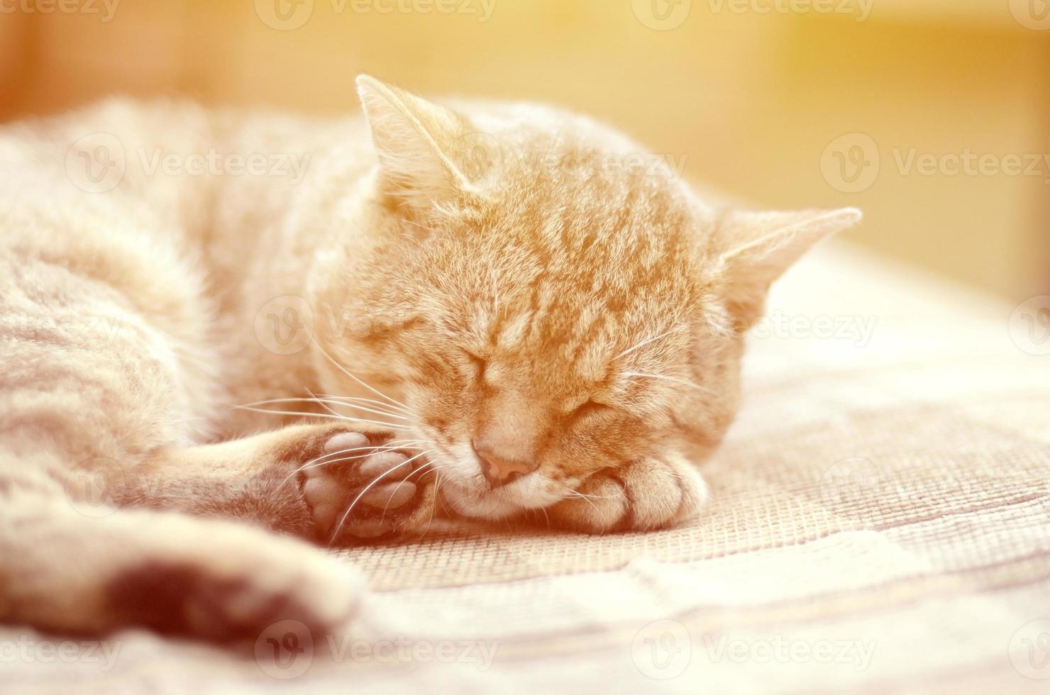 Close up of a sad and lazy tabby cat napping on the couch outdoors in evening photo