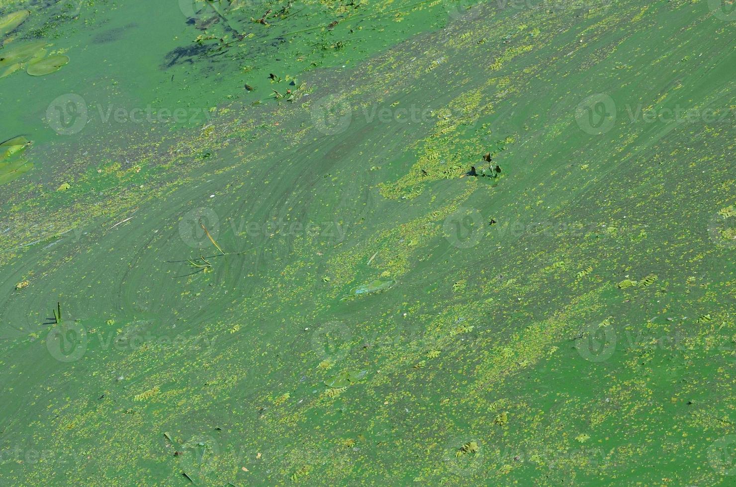 la superficie de un viejo pantano cubierto de lenteja de agua y hojas de lirio foto