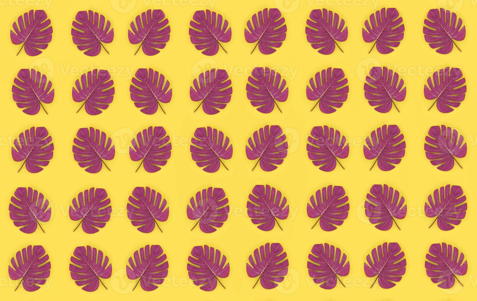 Tropical palm monstera leaves lies on a pastel colored paper. Nature summer concept pattern. Flat lay composition. Top view photo