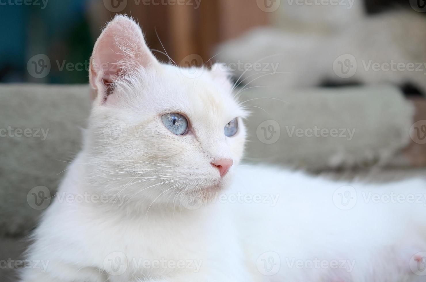 Pure white cat with turquoise blue eyes and pink defective ears photo