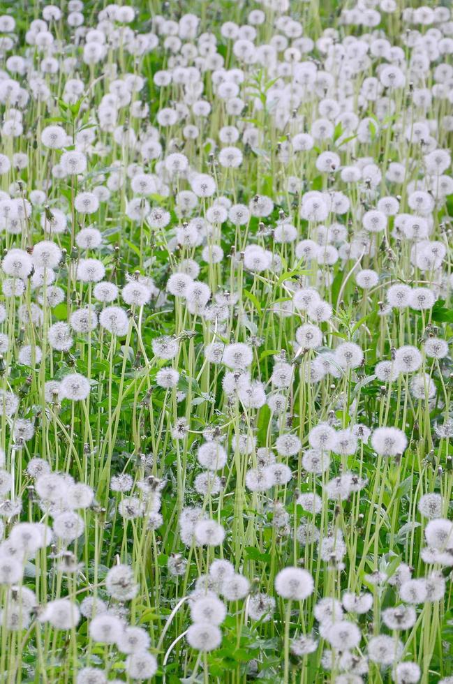 White fluffy dandelions flower in green field, natural background photo