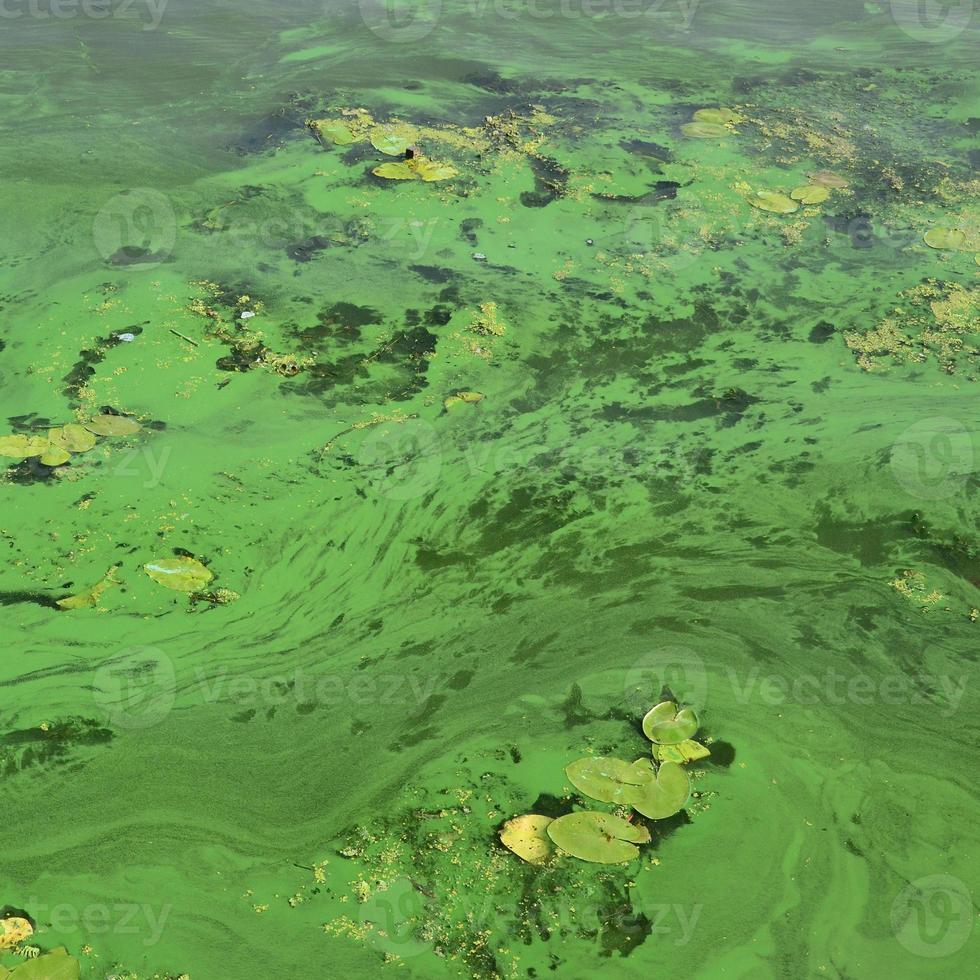 The surface of an old swamp covered with duckweed and lily leaves photo