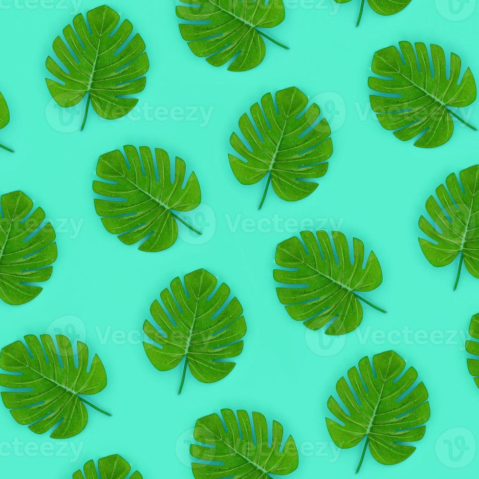 Tropical palm monstera leaves lies on a pastel colored paper. Nature summer concept pattern. Flat lay composition. Top view photo