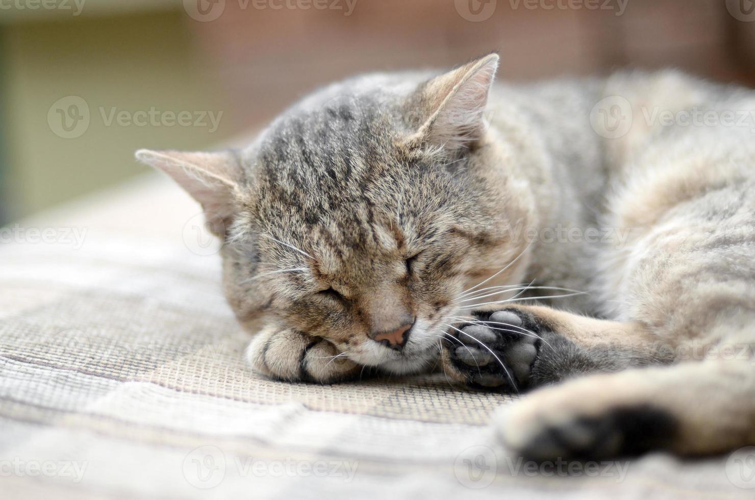 Close up of a sad and lazy tabby cat napping on the couch outdoors in evening photo